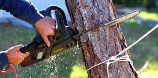 Reliable Red Oak, NC Tree Removal Solutions