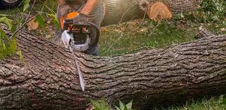 How Our Tree Care Process Works  in  Red Oak, NC